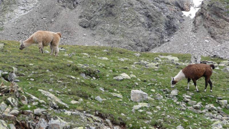 Lammas der Kaunergrathütte